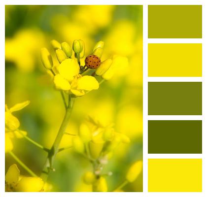 Oilseed Rape Agriculture Rape Blossoms Image